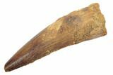 Spinosaurus Tooth - Real Dinosaur Tooth #189229-1
